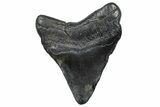 Fossil Megalodon Tooth - South Carolina #362494-1